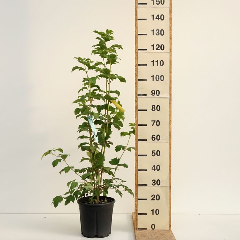 Esemplare di Viburnum opulus - Oppio Vaso da 7,5L/10L consegnato in estate