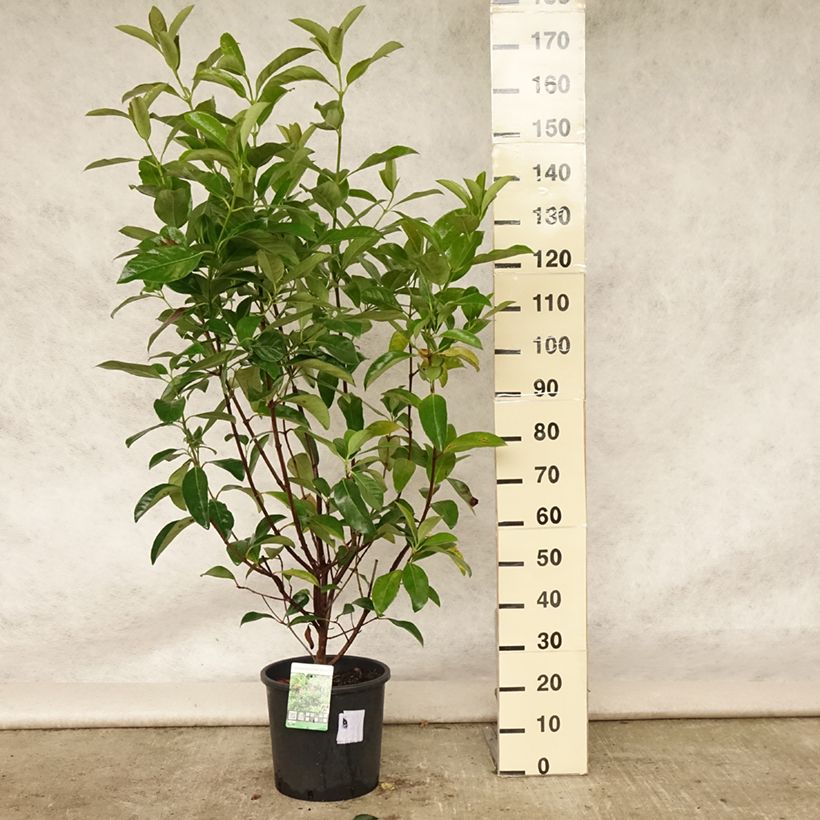 Esemplare di Viburnum odoratissimum - Viburno dolce Vaso da 12L/15L consegnato in estate