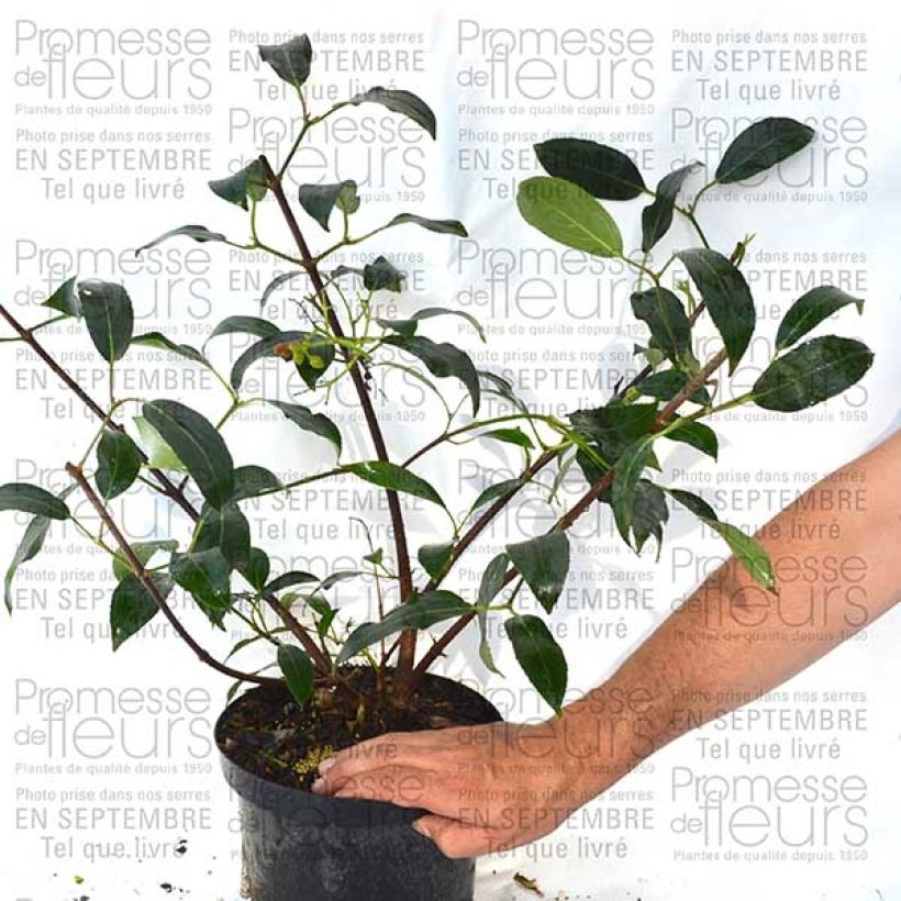 Esempio di esemplare Viburnum Le Bois Marquis Vaso da 7,5L/10LAltezza consegnata circa 60/80cm come consegnato
