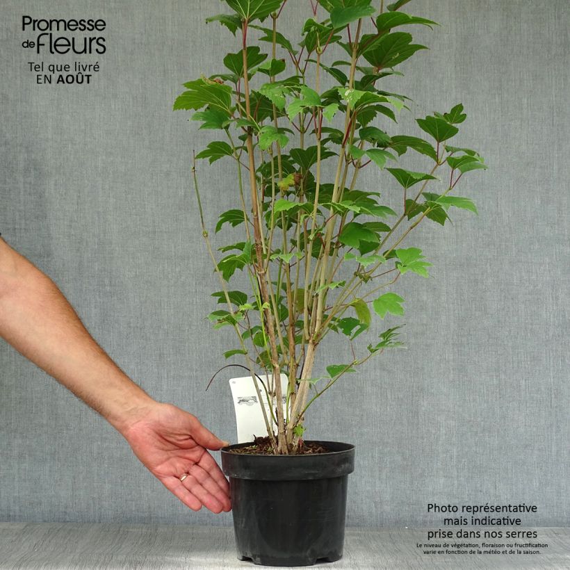 Esemplare di Viburnum trilobum Bailey Compact Vaso da 3L/4L consegnato in estate