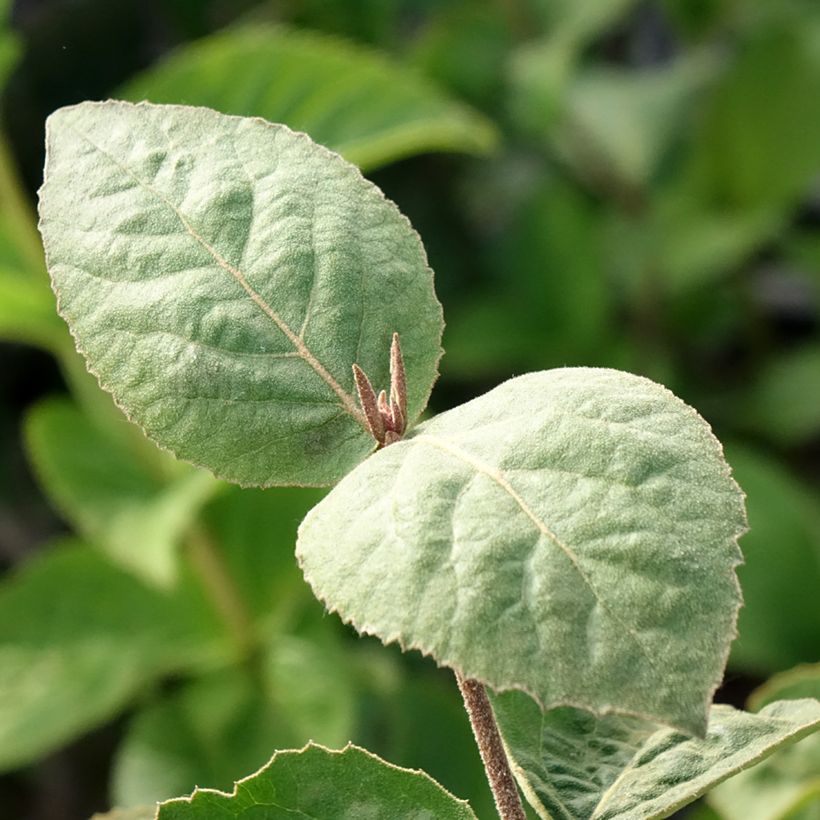 Viburnum carlesii Aurora (Fogliame)