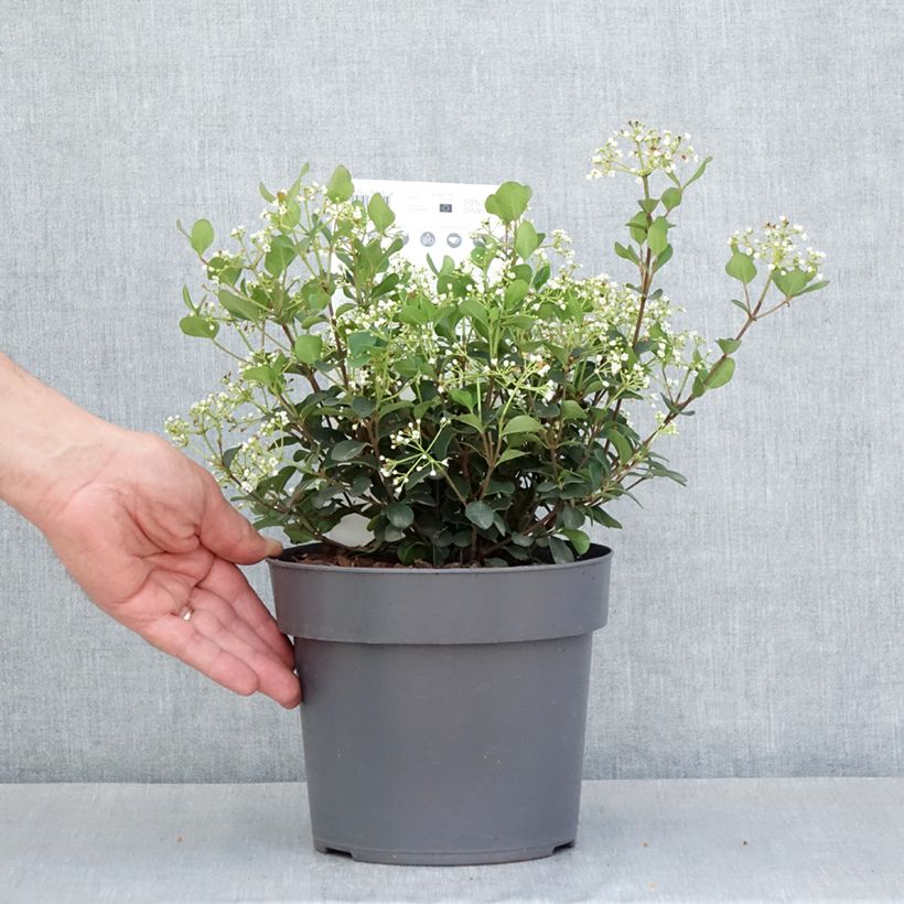 Viburnum Fairy Stars Vaso da 3L/4LAltezza consegnata circa 30/35cm esemplare consegnato in primavera