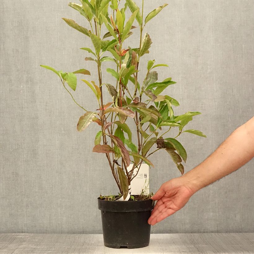 Esemplare di Viburnum nudum Brandywine Vaso da 2L/3L consegnato in estate
