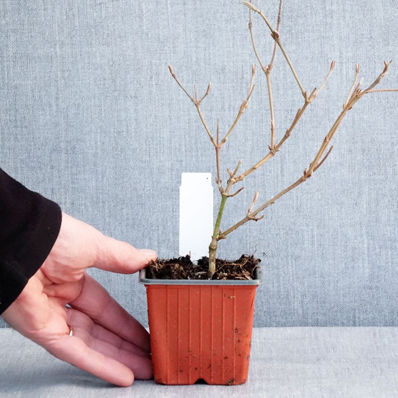 Viburnum plicatum Kilimanjaro Vasetto da 8/9 cm esemplare consegnato in inverno