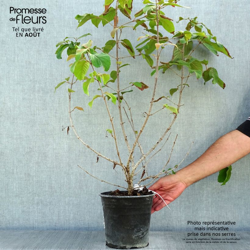 Esemplare di Viburnum plicatum Mariesii Great Star Vaso da 4L/5L consegnato in estate