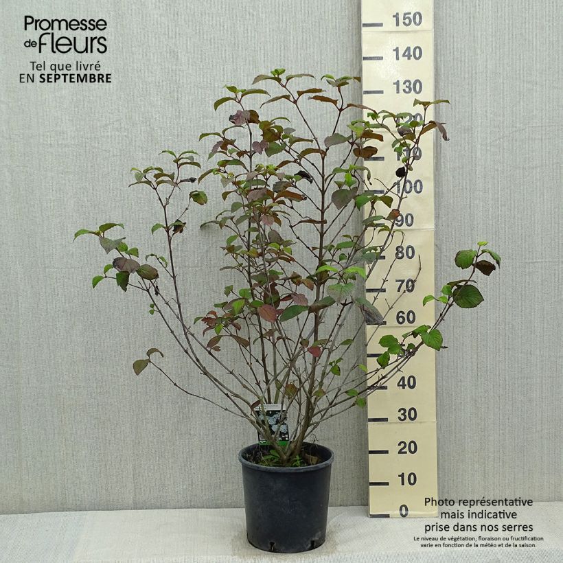 Esemplare di Viburnum plicatum Popcorn Vaso da 12L/15L consegnato in estate