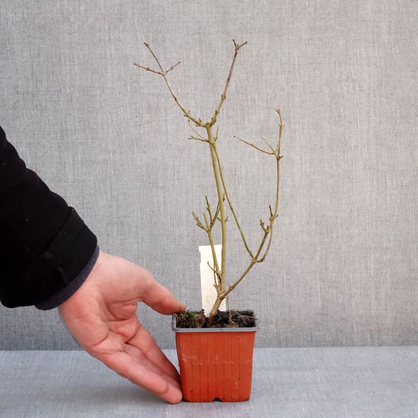 Viburnum plicatum Watanabe Vasetto da 8/9 cm esemplare consegnato in inverno