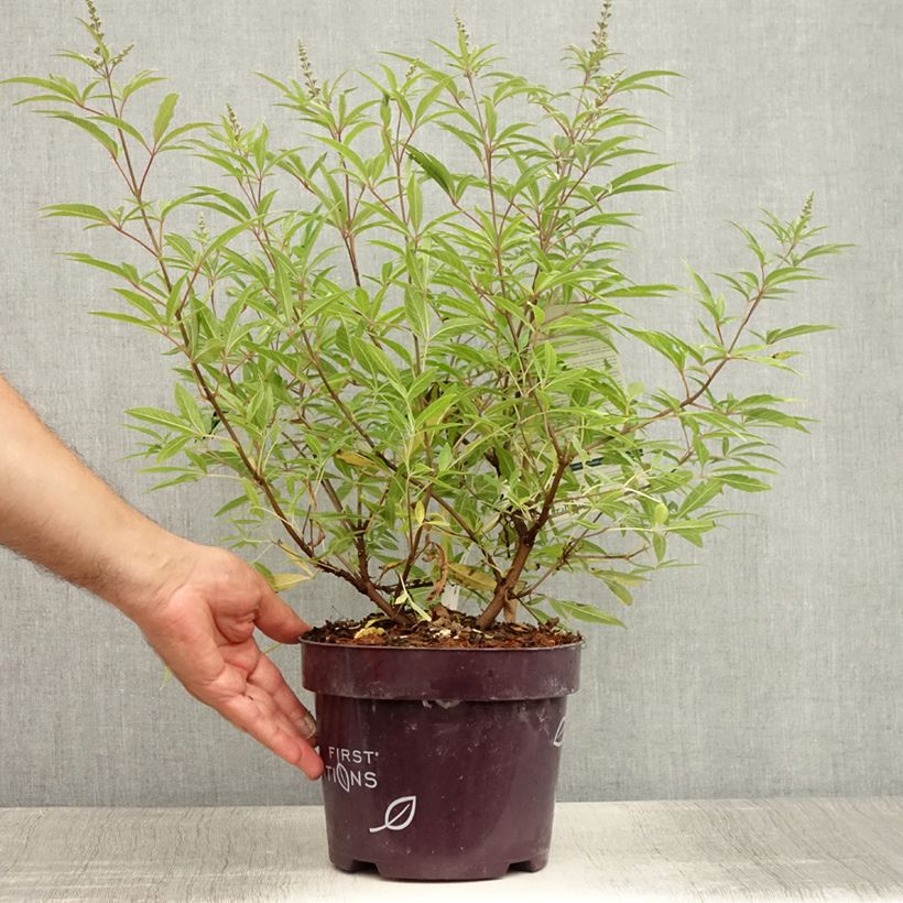 Esemplare di Vitex agnus-castus Blue Puffball - Agnocasto Vaso da 3L/4L consegnato in estate