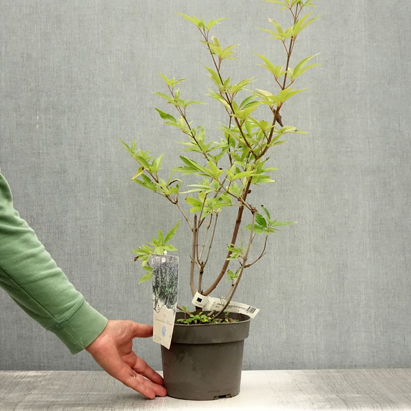 Esemplare di Vitex agnus-castus Magical Summertime Blues - Agnocasto Vaso da 2L/3L consegnato in estate