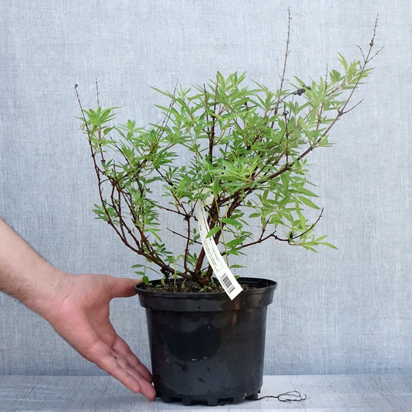 Esemplare di Vitex agnus-castus Santamaria - Agnocasto Vaso da 3L/4L consegnato in estate