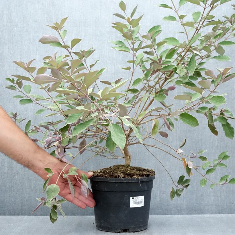 Esemplare di Vitex trifolia Purpurea Vaso da 3L/4L consegnato in estate