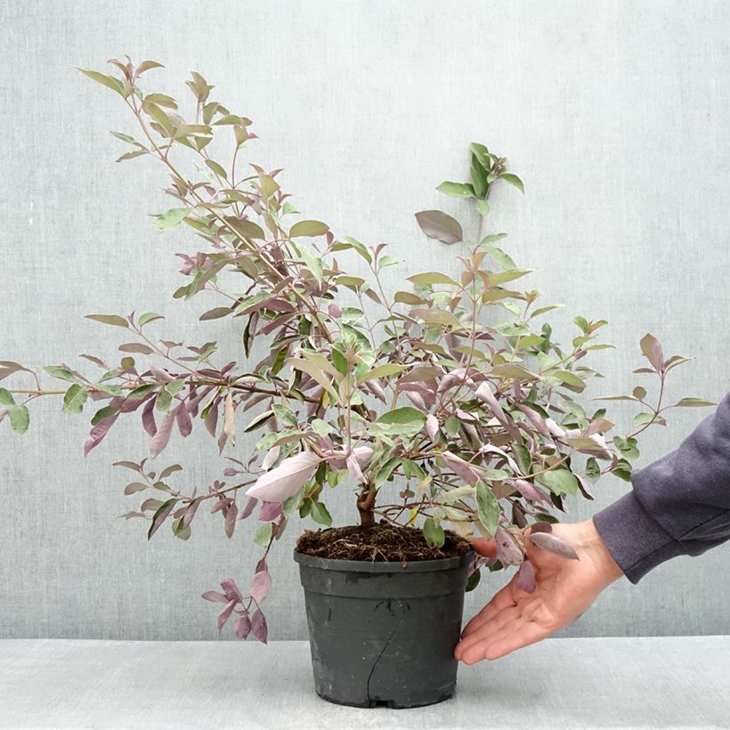 Vitex trifolia Purpurea Vaso da 3L/4L esemplare consegnato in primavera