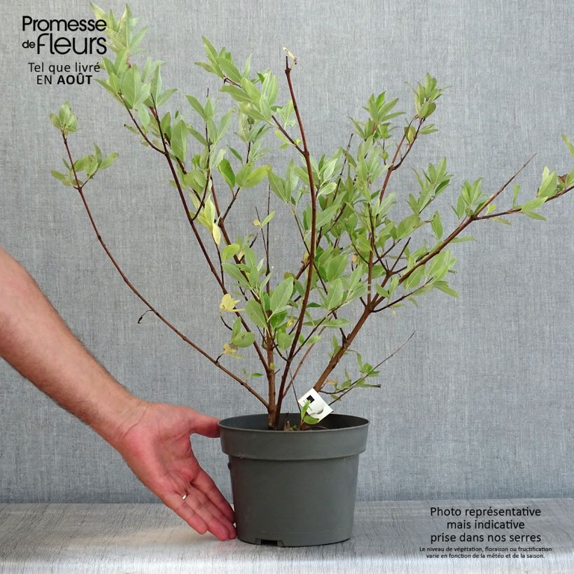 Esemplare di Vitex agnus-castus Chicagoland Blues - Agnocasto Vaso da 3L/4L consegnato in estate