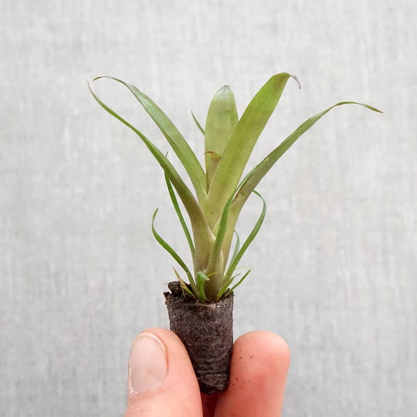 Vriesea Christiane - Motte 5 cm x 7 cm esemplare consegnato in primavera