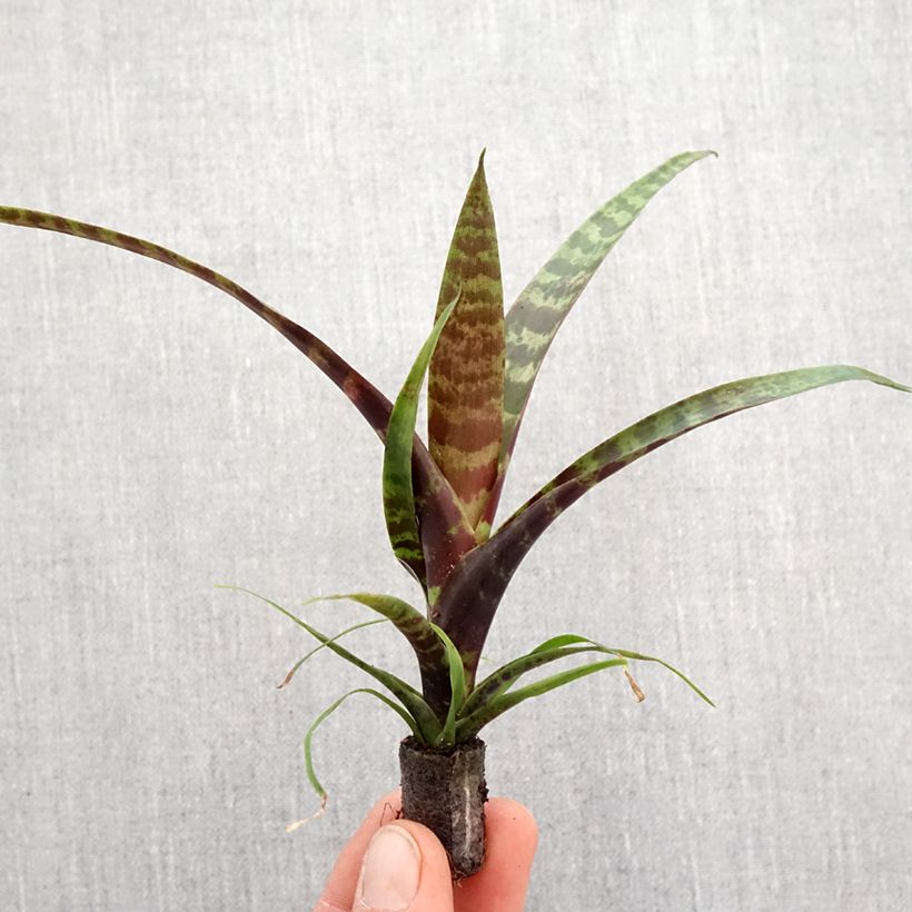 Vriesea Favoriet - Motte 5 cm x 7 cm esemplare consegnato in primavera
