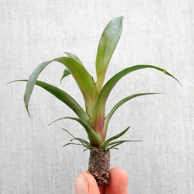 Vriesea Ida - Motte 5 cm x 7 cm esemplare consegnato in primavera
