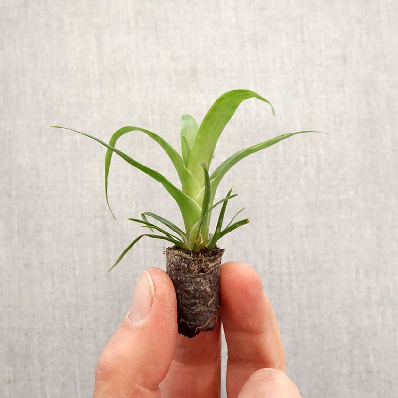 Vriesea Kallisto - Motte 5 cm x 7 cm esemplare consegnato in primavera