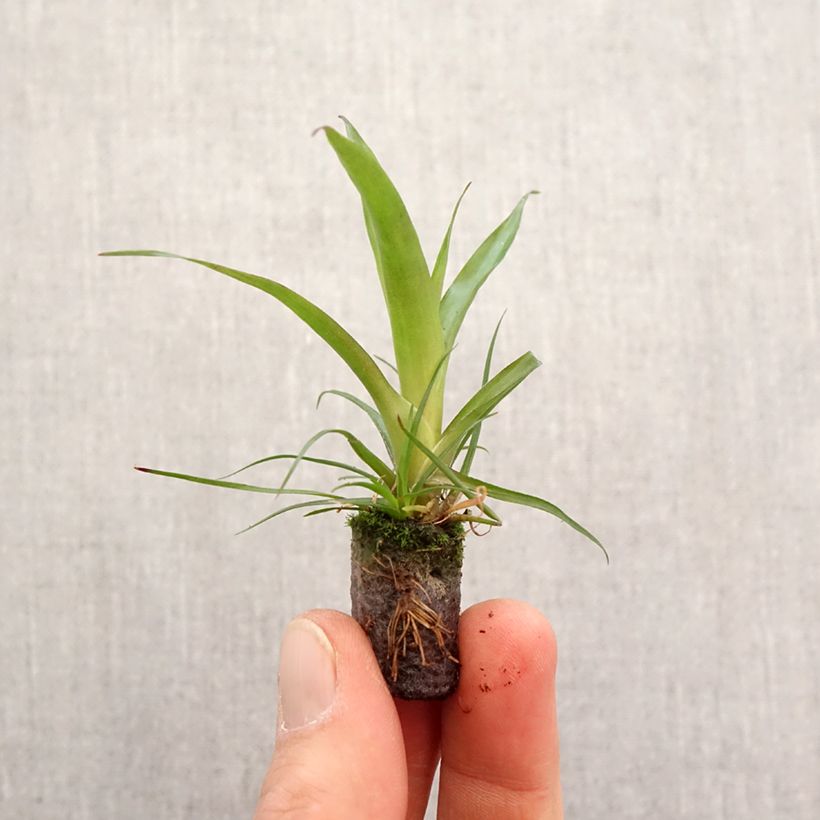 Vriesea Madonna - Mini-motte Ø 3/4 cm esemplare consegnato in primavera