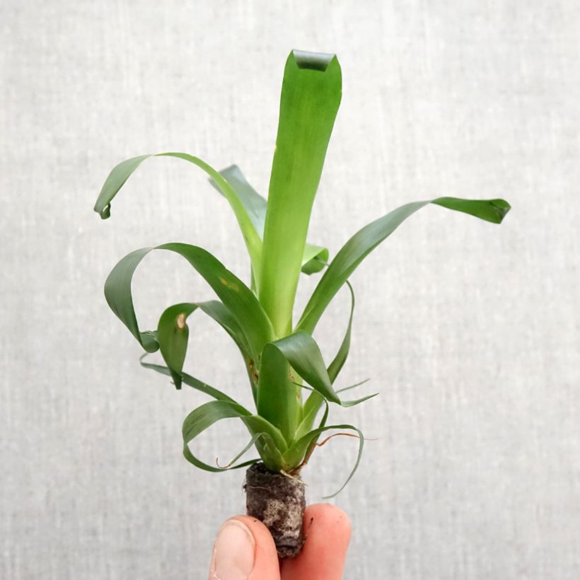 Vriesea Vogue - Motte 5 cm x 7 cm esemplare consegnato in primavera