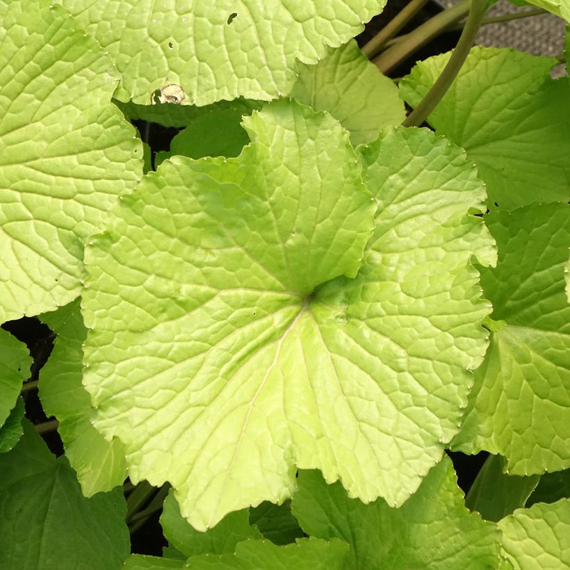 Wasabi japonica (Fogliame)