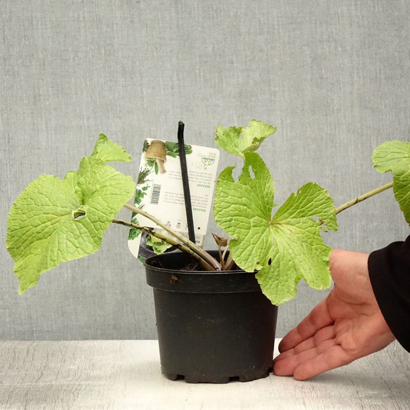 Esemplare di Wasabi japonica Vaso da 1,5L/2L consegnato in estate