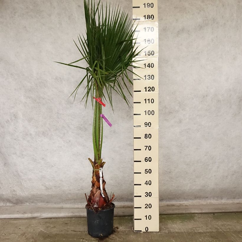 Esemplare di Washingtonia robusta - Palma messicana Vaso da 7,5L/10L come consegnato in autunno