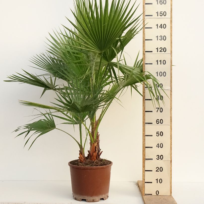 Washingtonia robusta - Palma messicana Vaso da 7,5L/10L esemplare consegnato in primavera