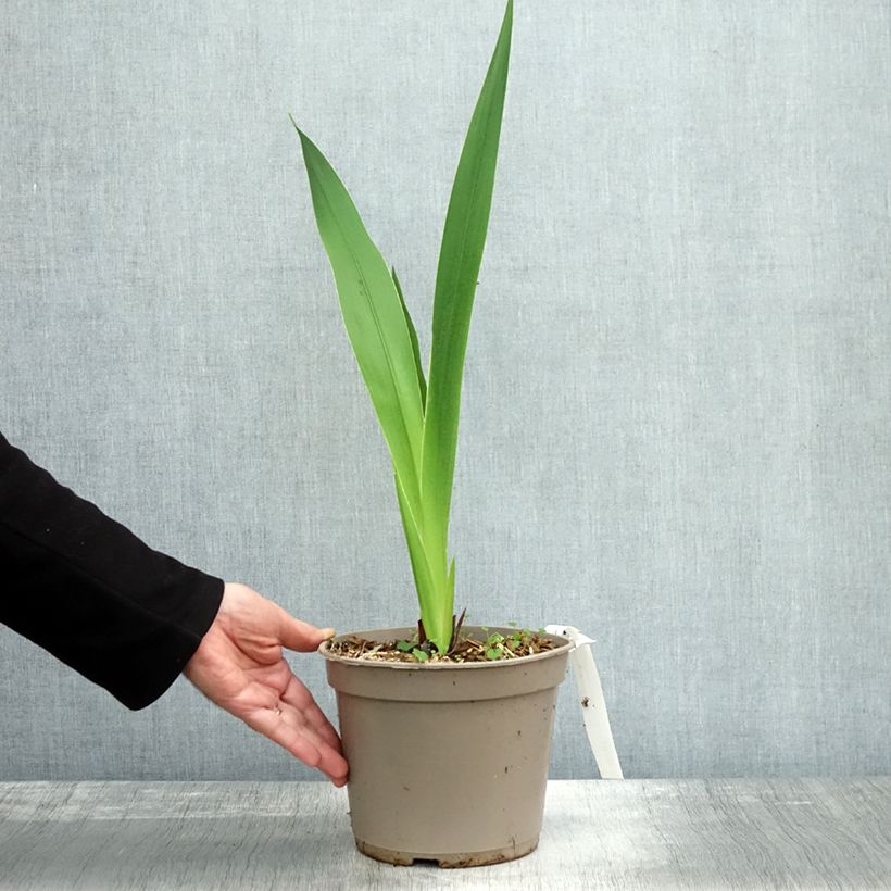 Esemplare di Watsonia borbonica Vaso da 4L/5L come consegnato in autunno