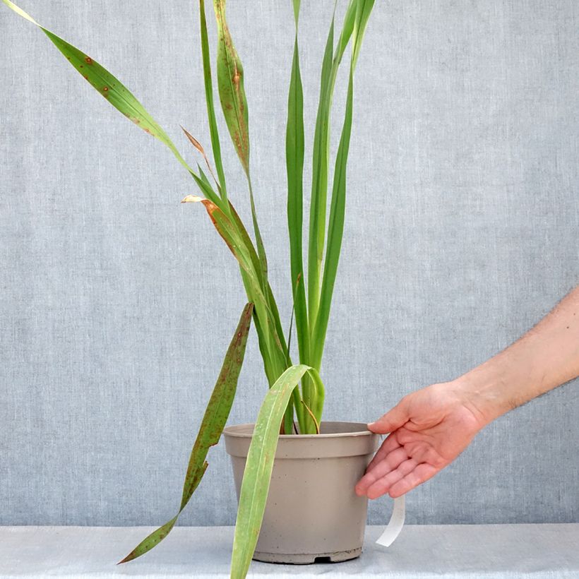 Watsonia borbonica Vaso da 4L/5L esemplare consegnato in primavera