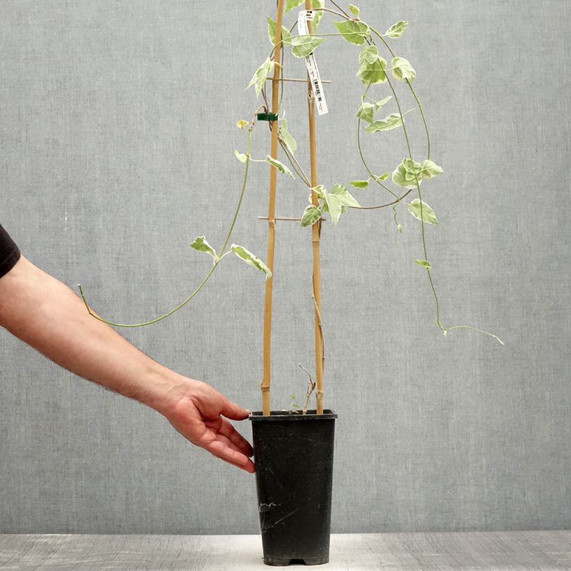 Esemplare di Wattakaka sinensis Variegata Vaso da 2L/3L consegnato in estate