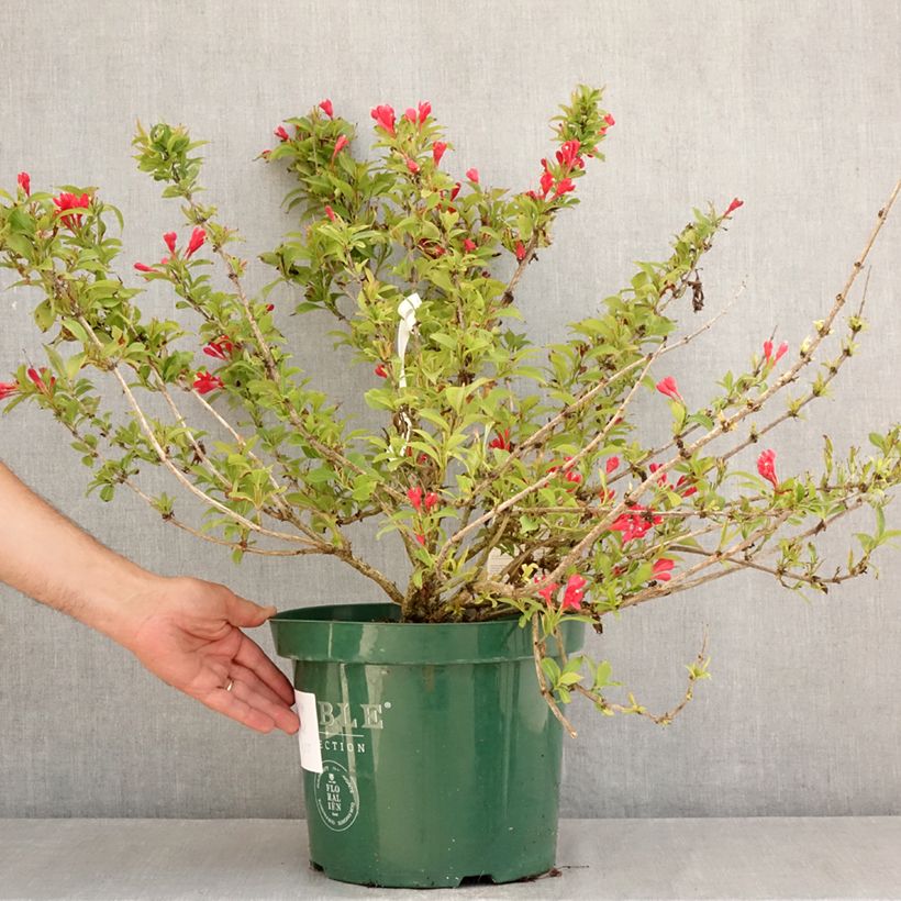 Esemplare di Weigelia All Summer Red Vaso da 7,5L/10L consegnato in estate