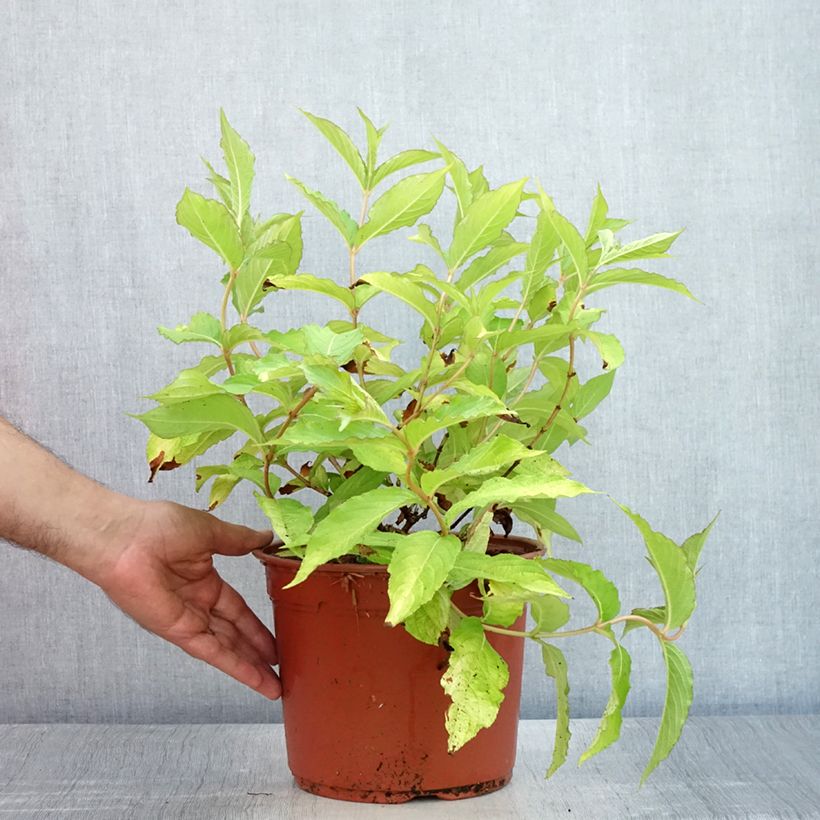 Esemplare di Weigelia Briant Rubidor Olympiade Vaso da 4L/5L consegnato in estate