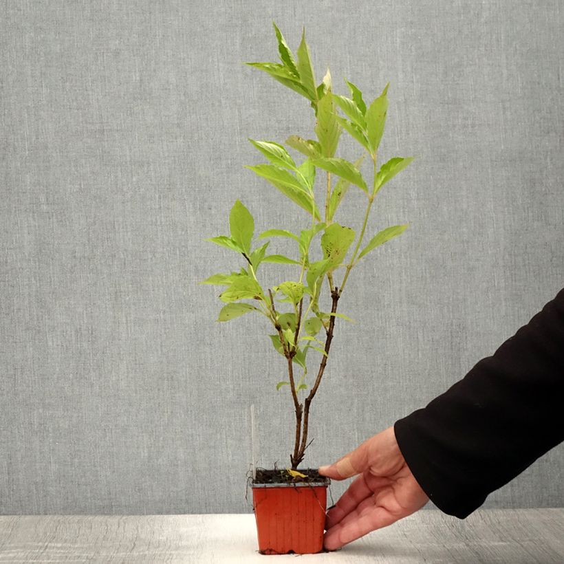 Esemplare di Weigelia Candida Vasetto da 8/9 cm consegnato in estate