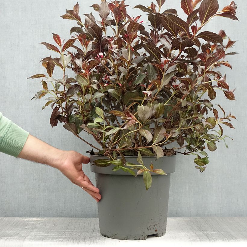 Esemplare di Weigelia Alexandra Vaso da 7,5L/10L consegnato in estate
