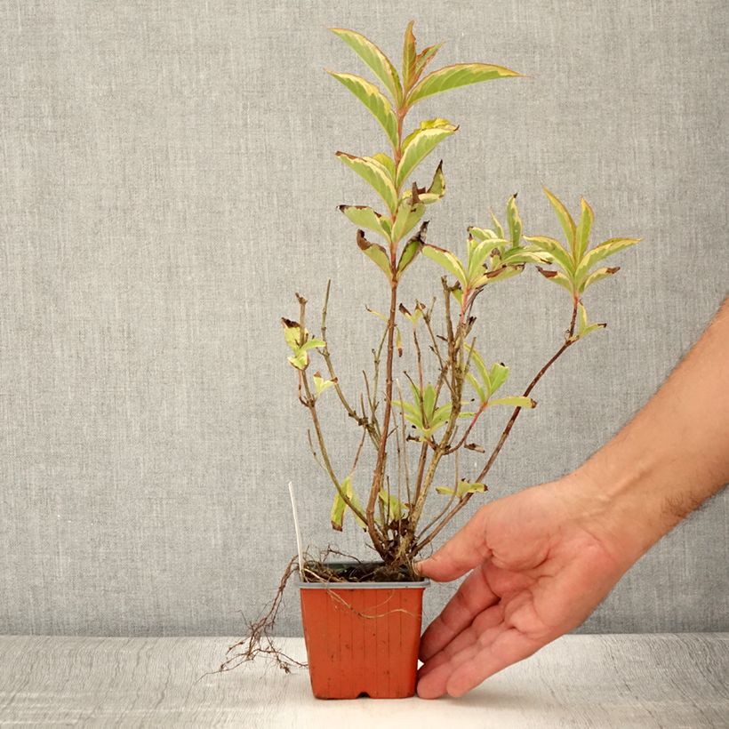 Esemplare di Weigelia Brigela Vasetto da 8/9 cm consegnato in estate
