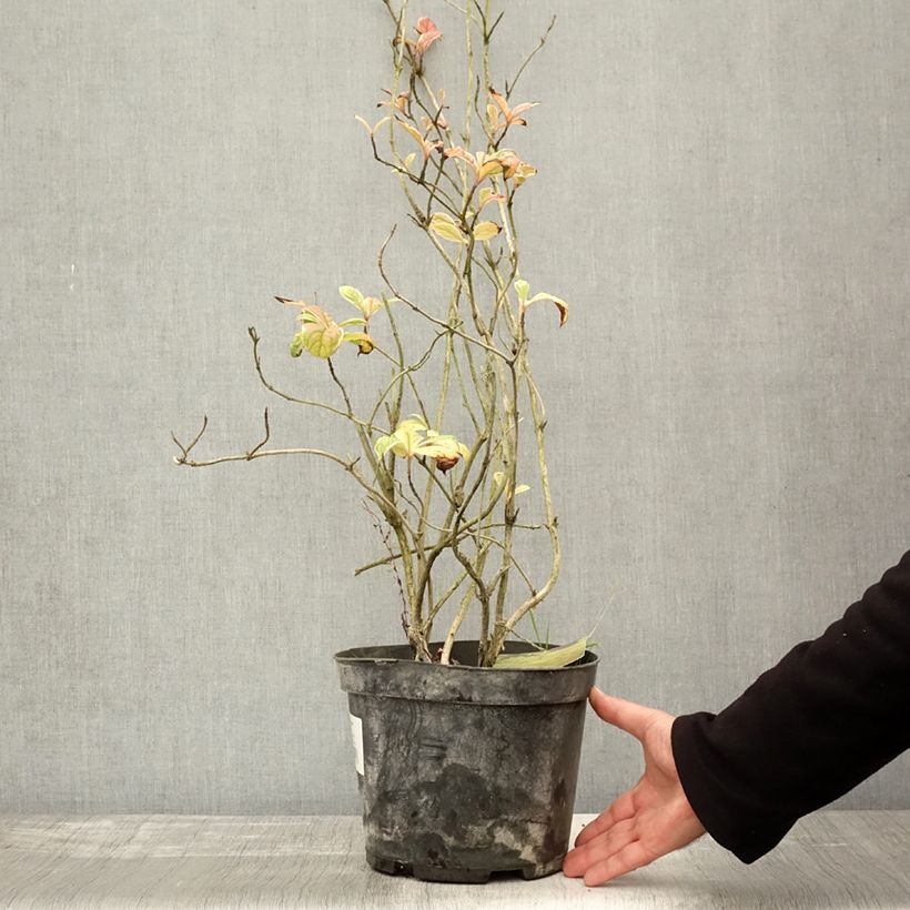 Esemplare di Weigelia Caricature Vaso da 4L/5L come consegnato in autunno