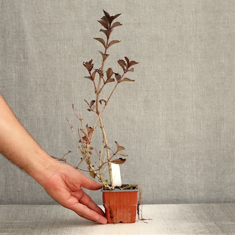 Esemplare di Weigelia Foliis Purpureis Vasetto da 8/9 cm consegnato in estate