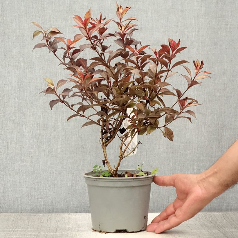 Esemplare di Weigelia Foliis Purpureis Vaso da 2L/3L consegnato in estate