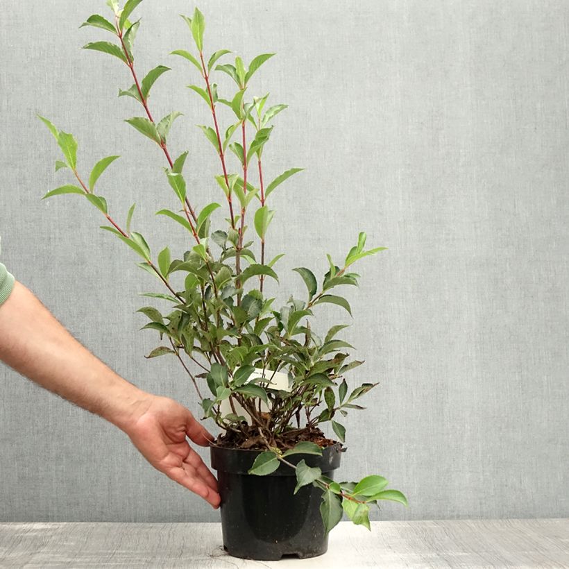 Esemplare di Weigelia Korea Vaso da 2L/3L consegnato in estate