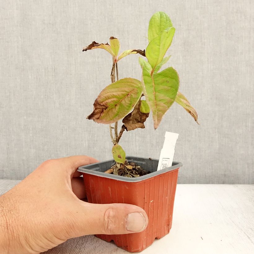 Esemplare di Weigelia Lime Monster Vasetto da 8/9 cm consegnato in estate