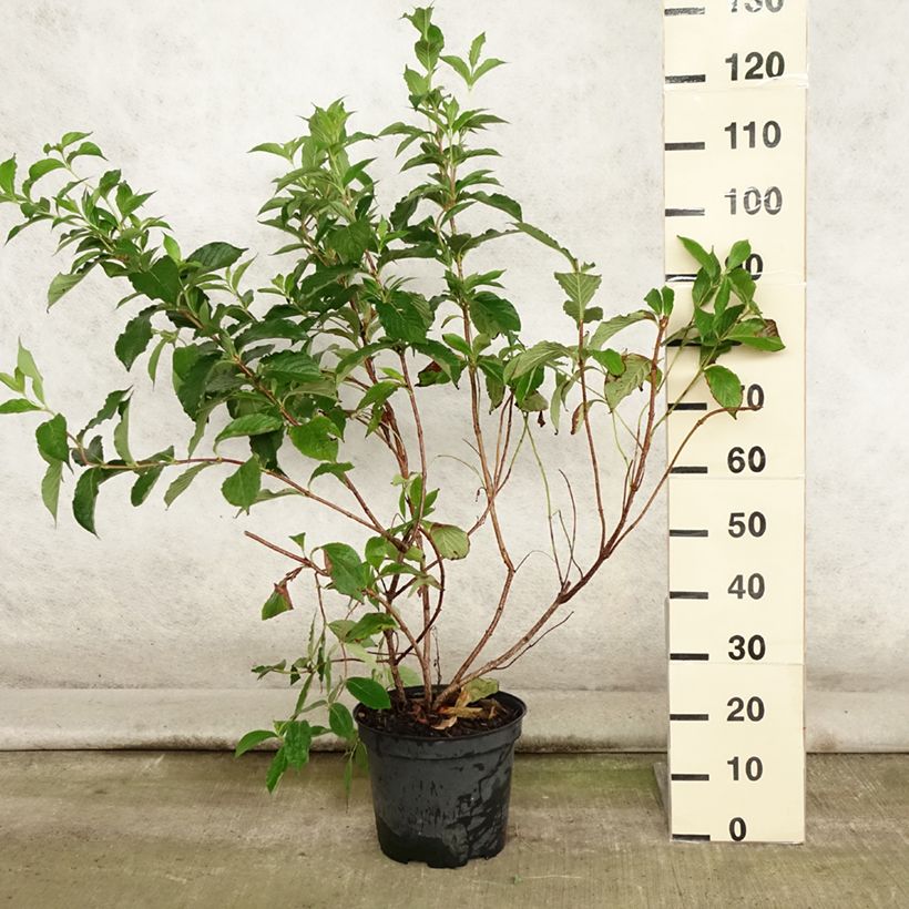 Esemplare di Weigelia Rosea Vaso da 7,5L/10L consegnato in estate