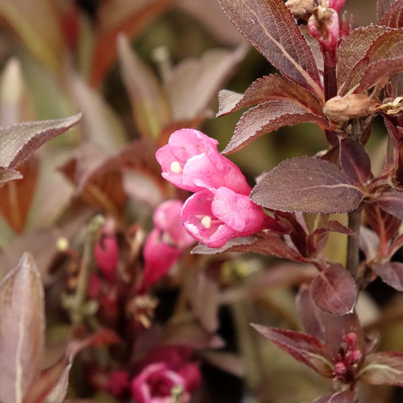 Weigelia Victoria (Fioritura)