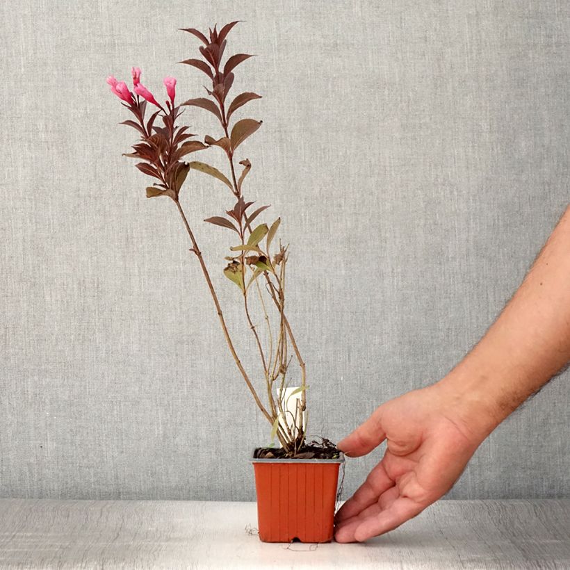 Esemplare di Weigelia Victoria Vasetto da 8/9 cm consegnato in estate