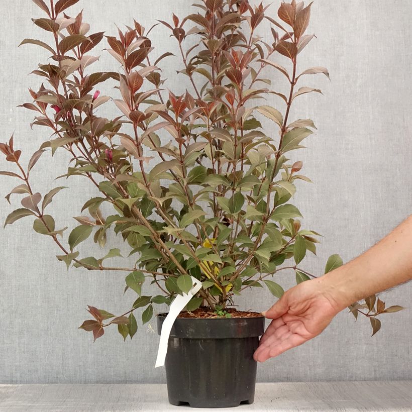 Esemplare di Weigelia Victoria Vaso da 2L/3LAltezza consegnata circa 30/40cm consegnato in estate
