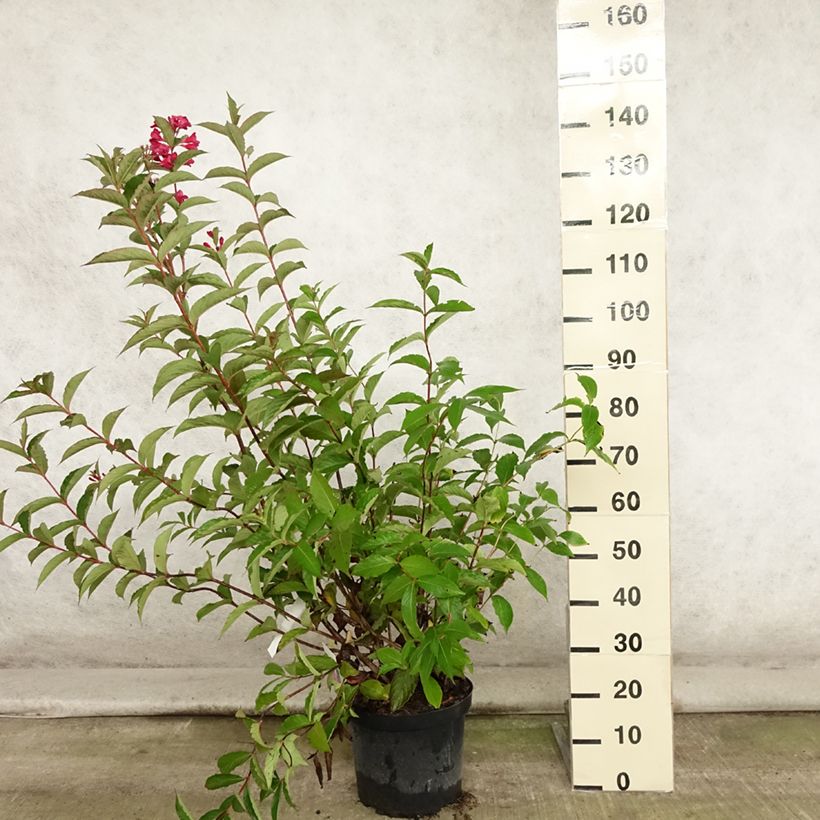 Esemplare di Weigelia Red Prince Vaso da 7,5L/10L consegnato in estate