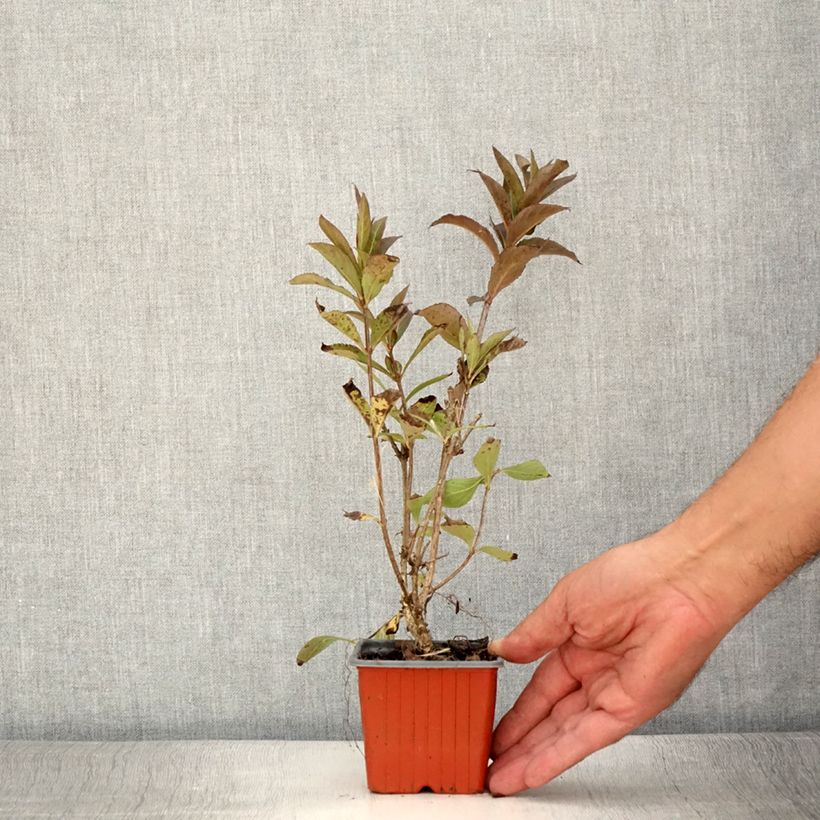 Esemplare di Weigelia Minuet Vasetto da 8/9 cm consegnato in estate