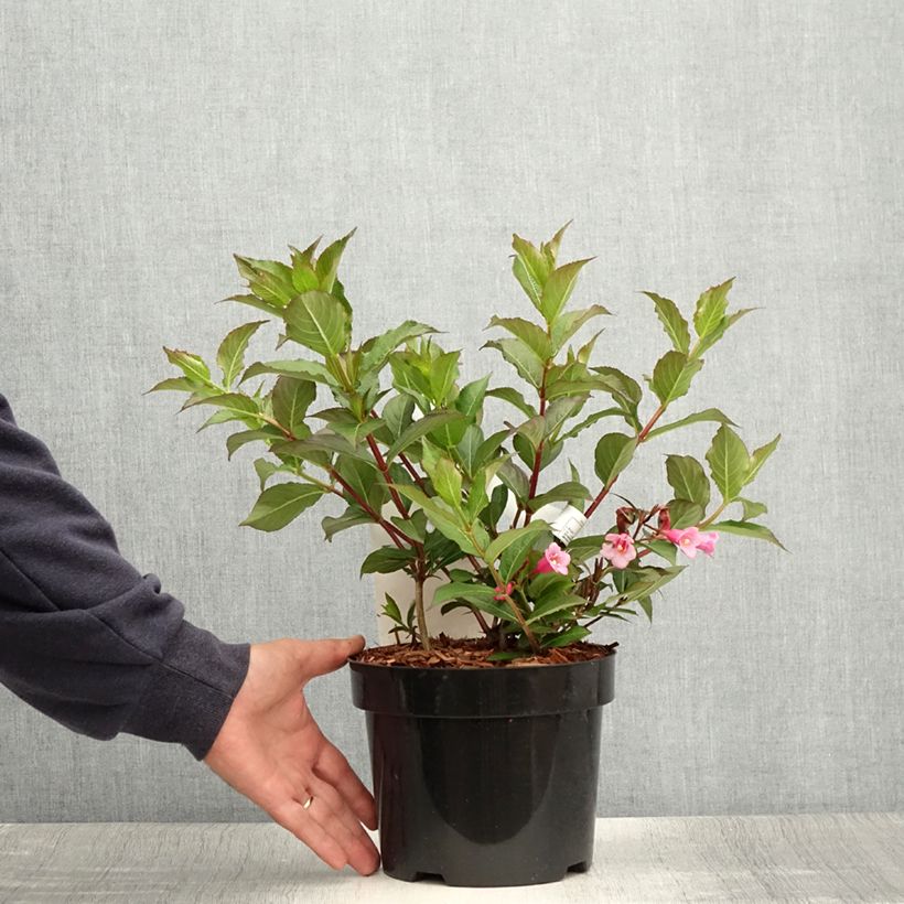 Esemplare di Weigelia Minuet Vaso da 2L/3L consegnato in estate