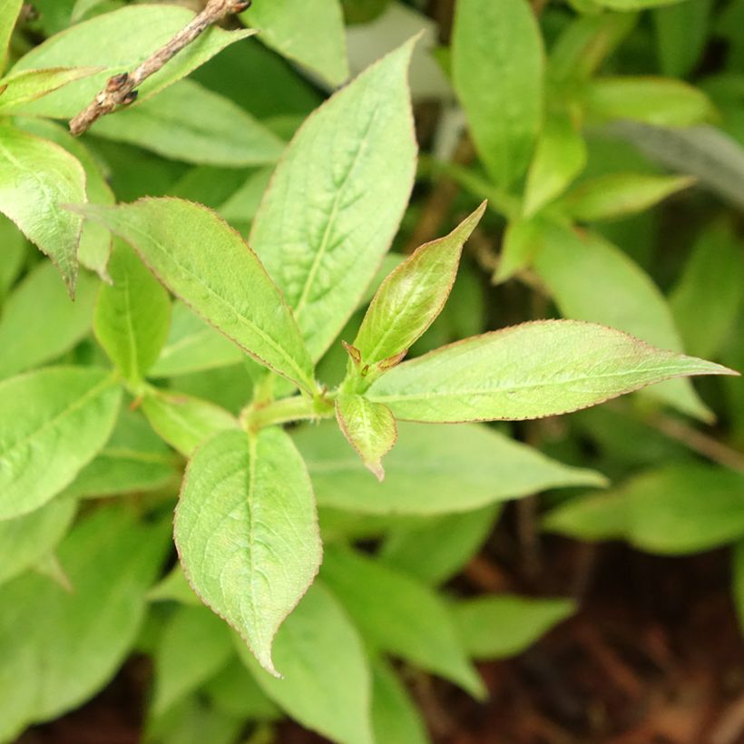 Weigelia Picobella Rosso (Fogliame)