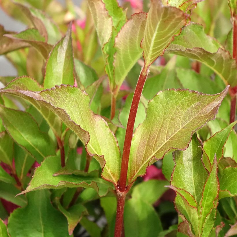 Weigelia Rumba (Fogliame)