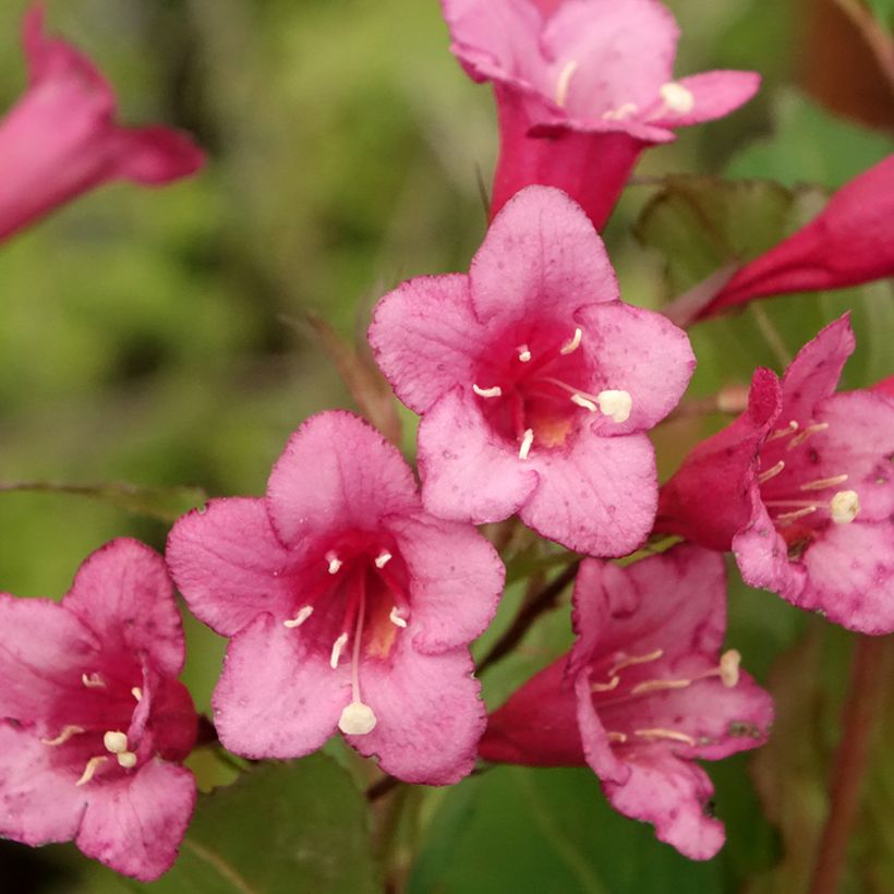 Weigelia Rumba (Fioritura)